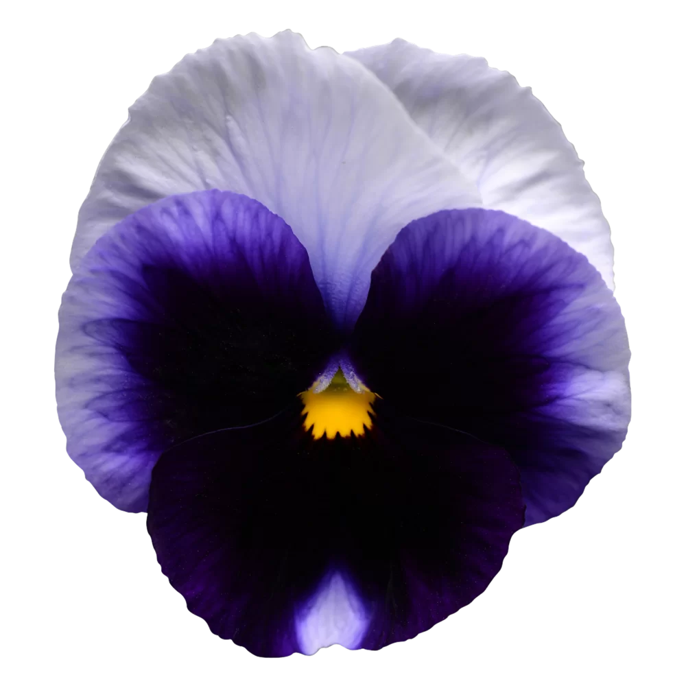 Viola wittrockiana - Matrix™ - Beaconsfield
