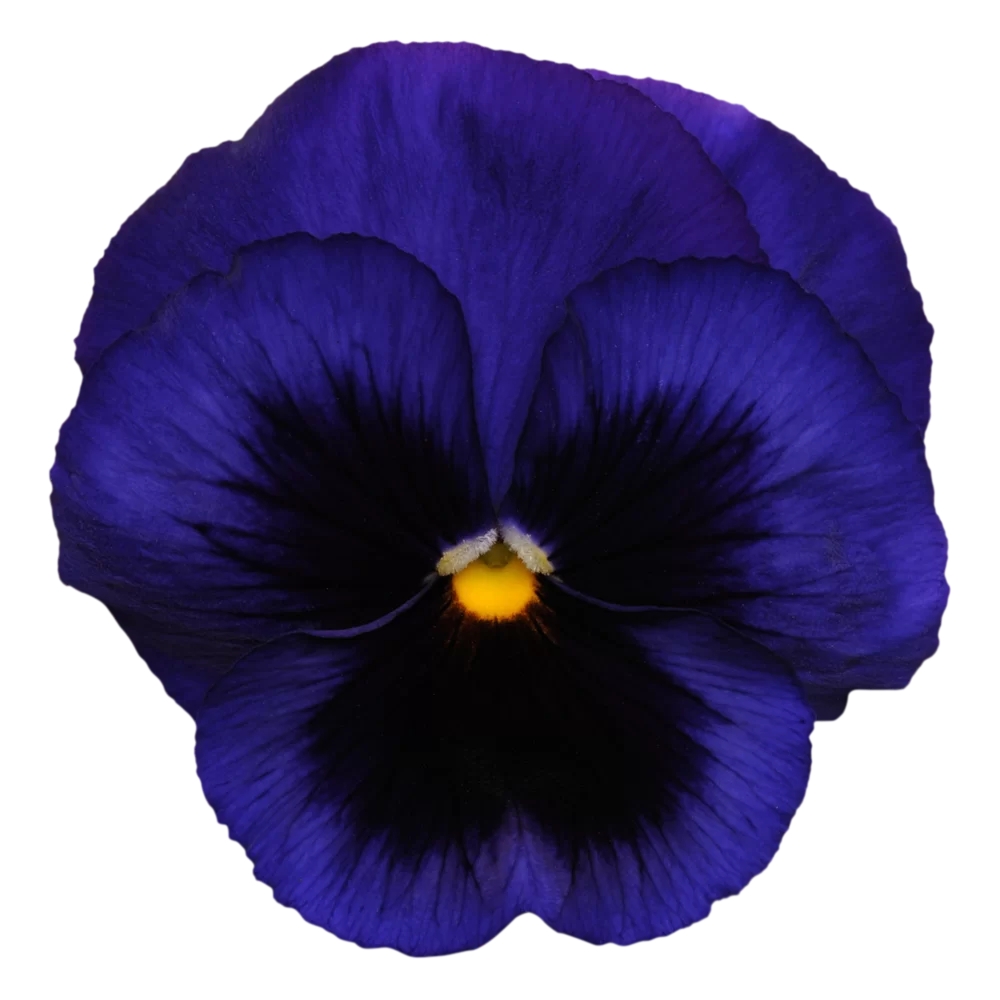 Viola wittrockiana - Matrix™ - Blue Blotch