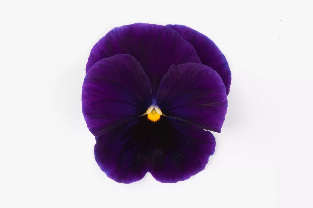 Viola wittrockiana - Matrix™ - Lavender Shades