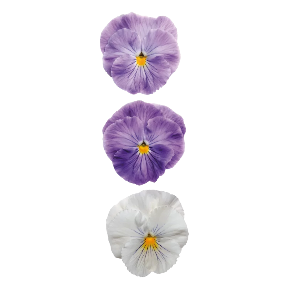 Viola wittrockiana - Matrix™ - Lavender Shades