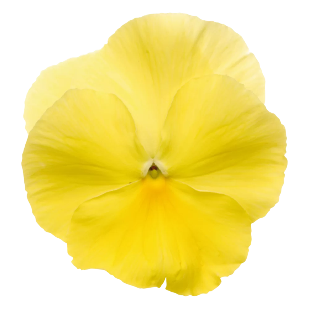 Viola wittrockiana Matrix™ Lemon Clear