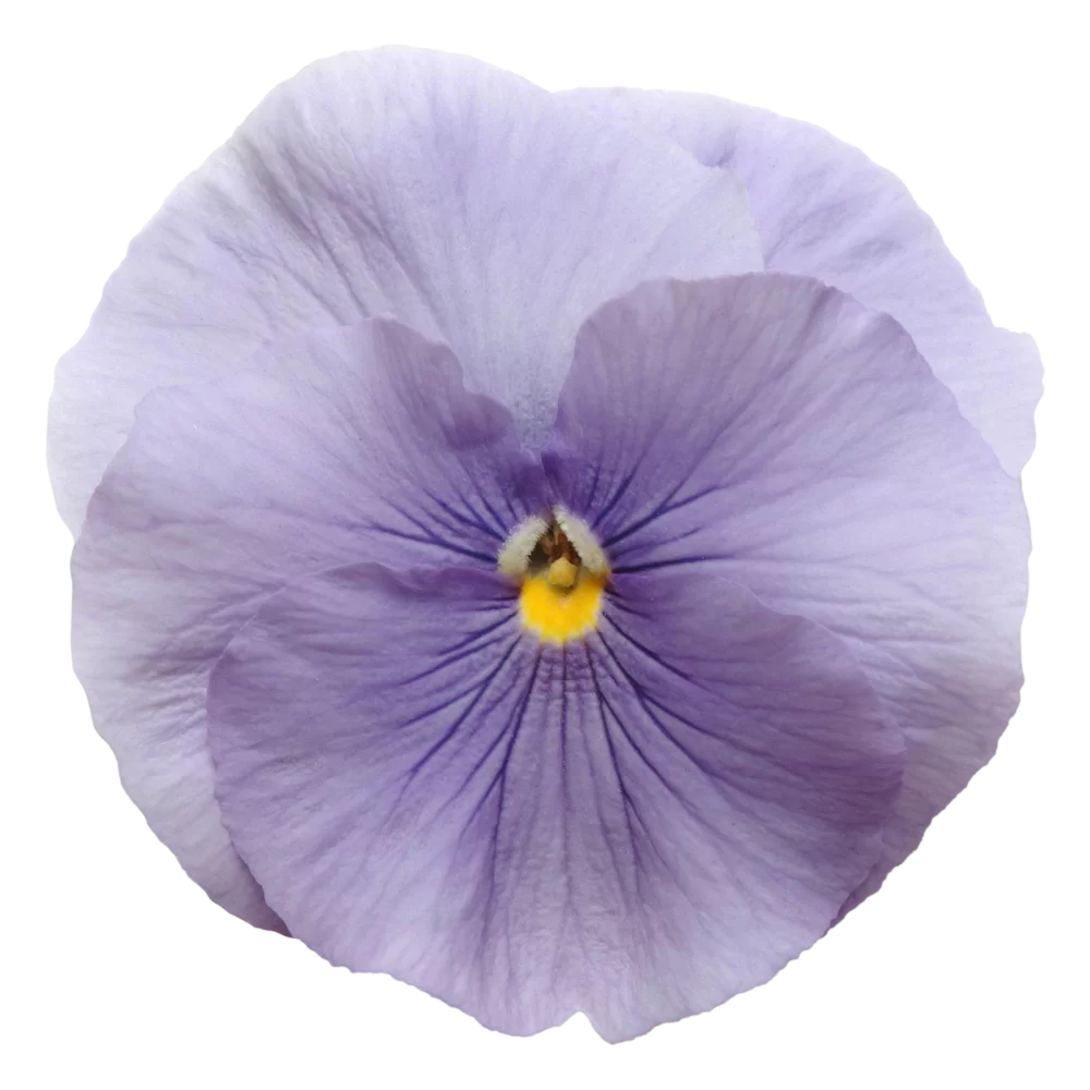 Viola wittrockiana - Matrix™ - Light Blue