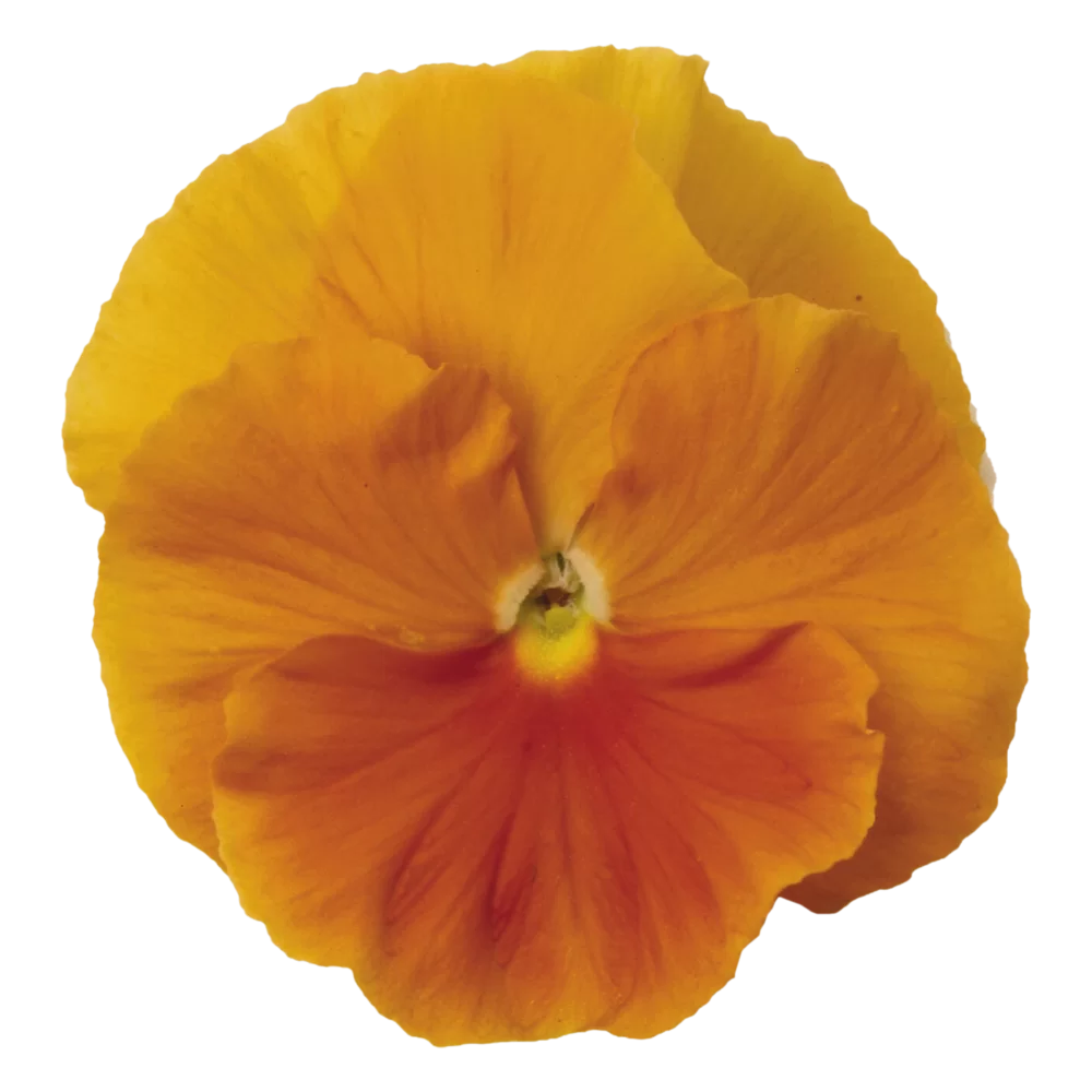 Viola wittrockiana Matrix™ Orange Clear