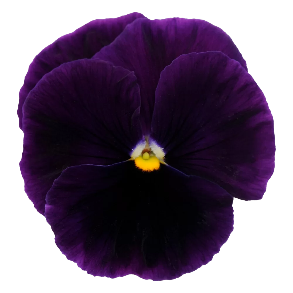 Viola wittrockiana Matrix™ Purple