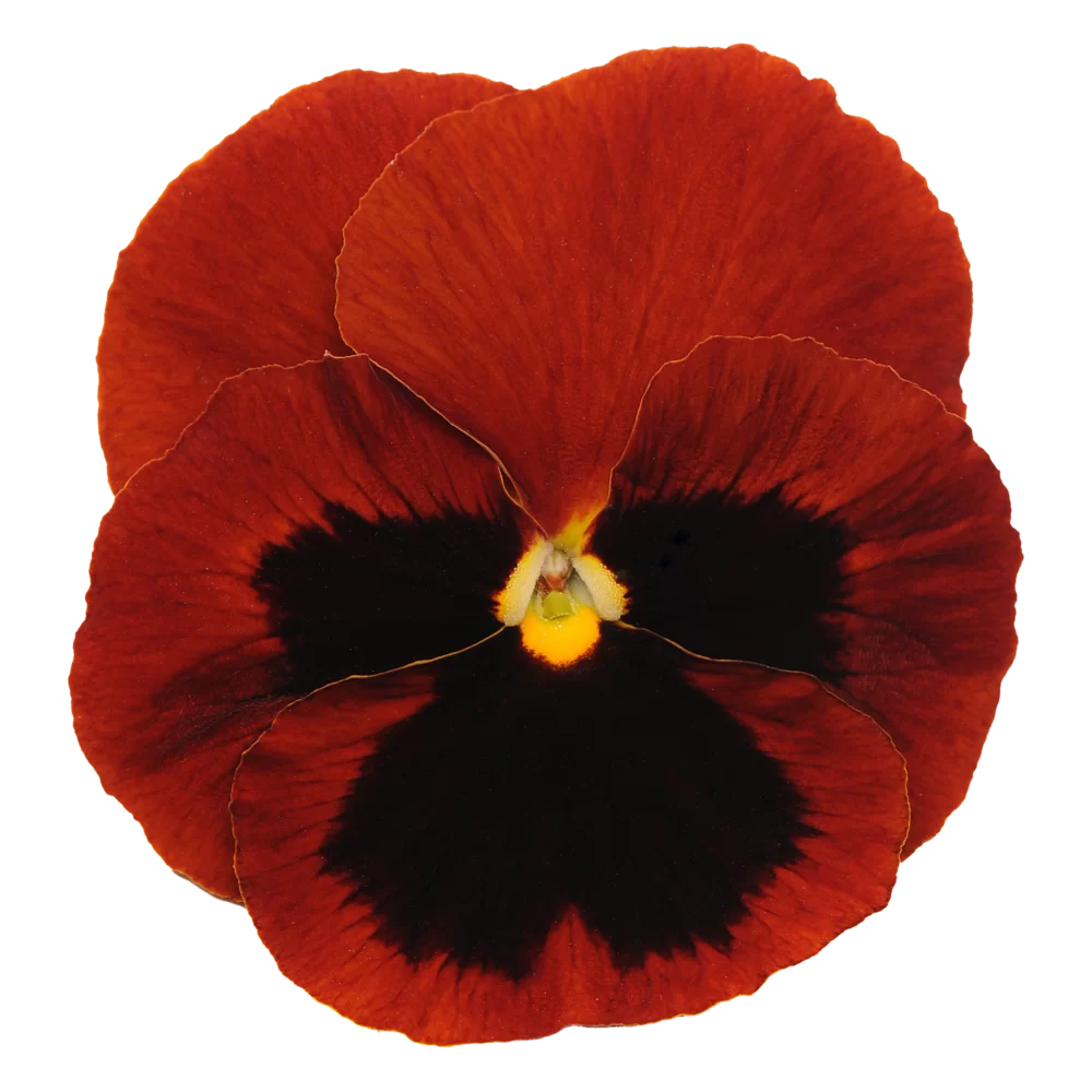 Viola wittrockiana - Matrix™ - Red Blotch