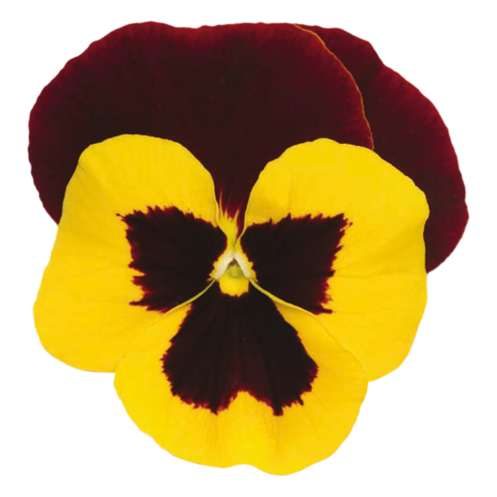 Viola wittrockiana - Matrix™ - Red Wing