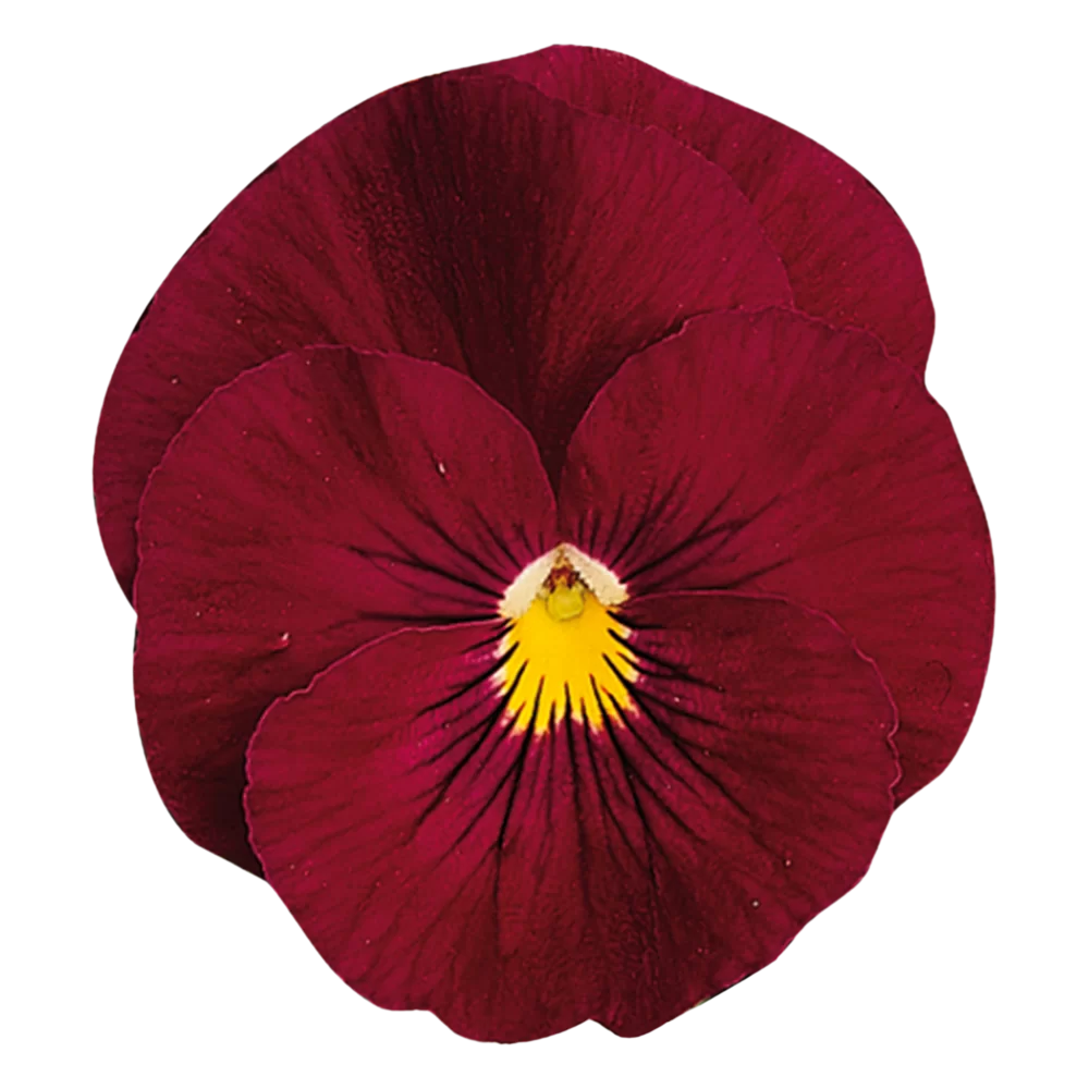 Viola wittrockiana Matrix™ Rose