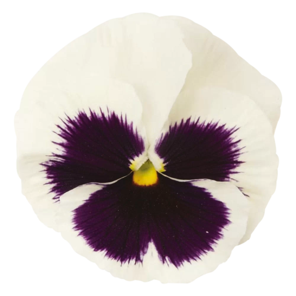 Viola wittrockiana Matrix™ White Blotch
