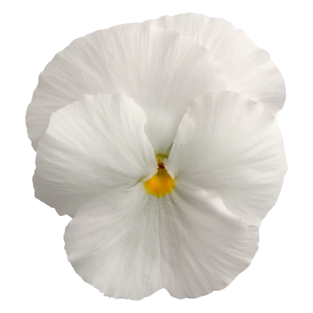 Viola wittrockiana Matrix™ White Clear