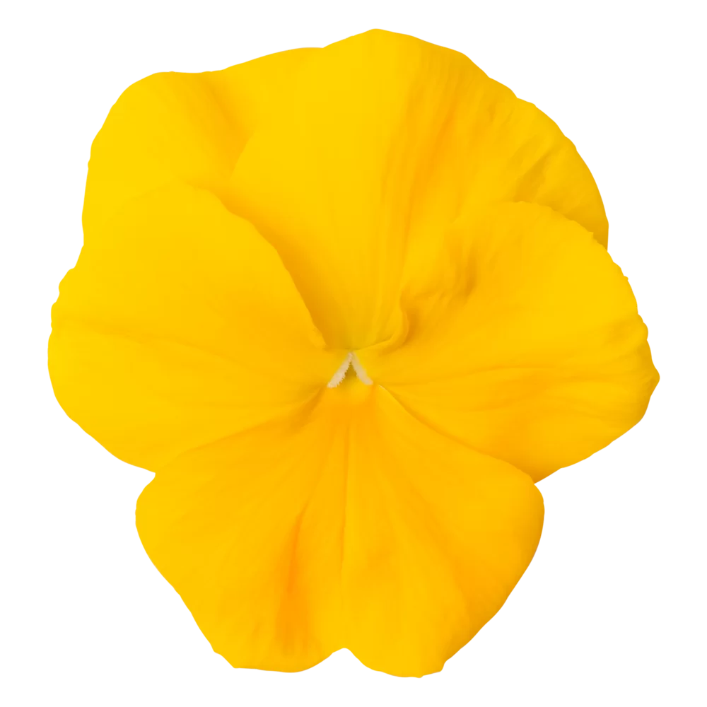 Viola wittrockiana - Matrix™ - Yellow