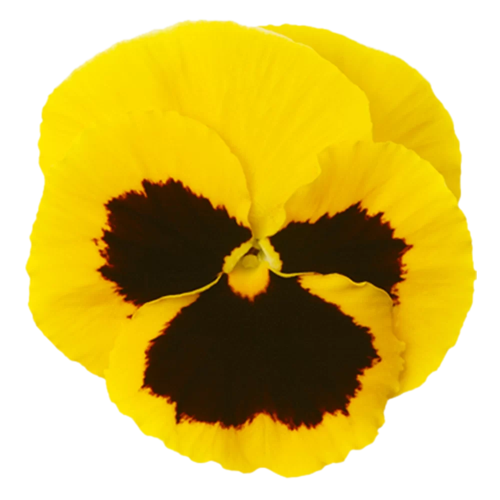 Viola wittrockiana - Matrix™ - Yellow Blotch