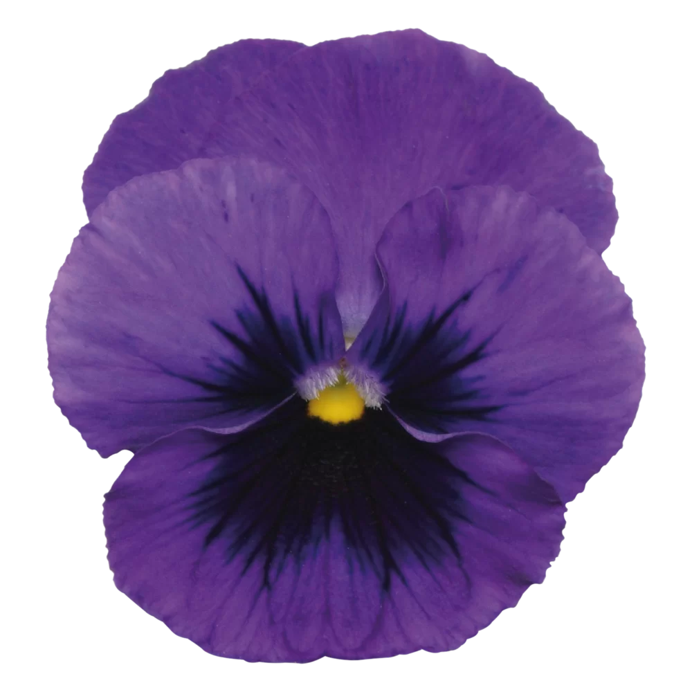 Viola wittrockiana Panola XP Deep Blue Blotch