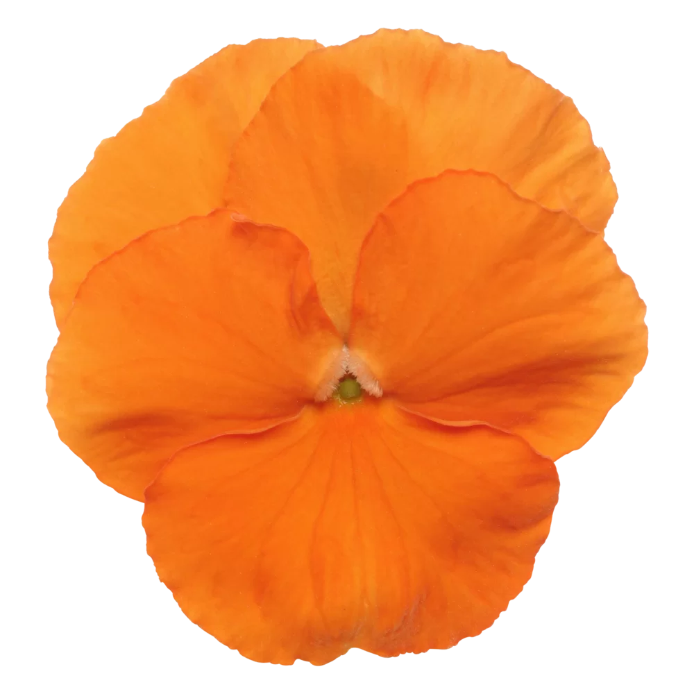 Viola wittrockiana Panola XP Deep Orange