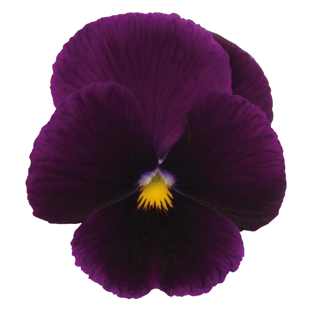 Viola wittrockiana Panola XP Purple