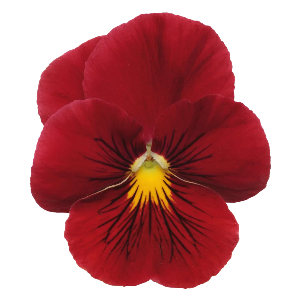 Viola wittrockiana Panola XP Scarlet