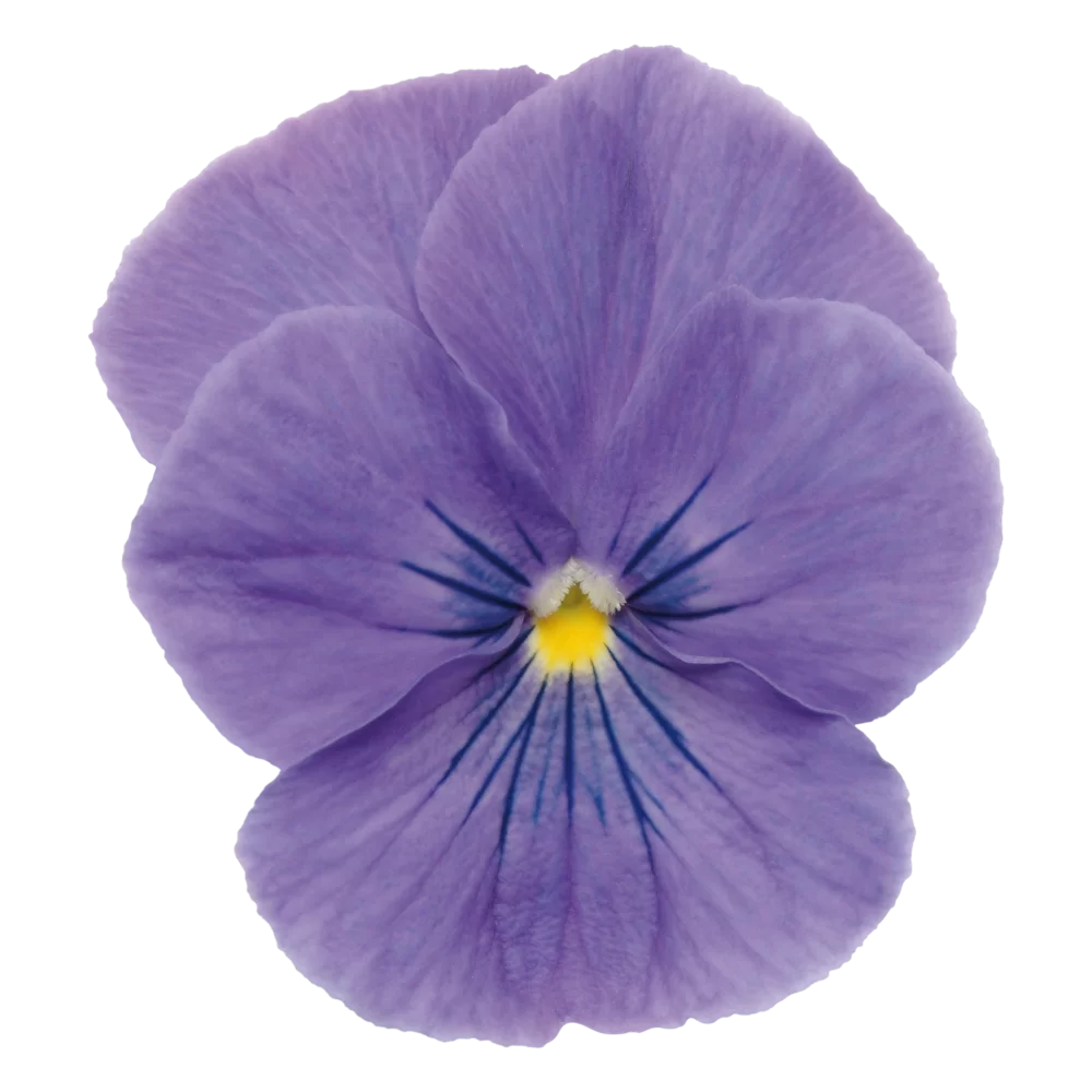 Viola wittrockiana Panola XP True Blue