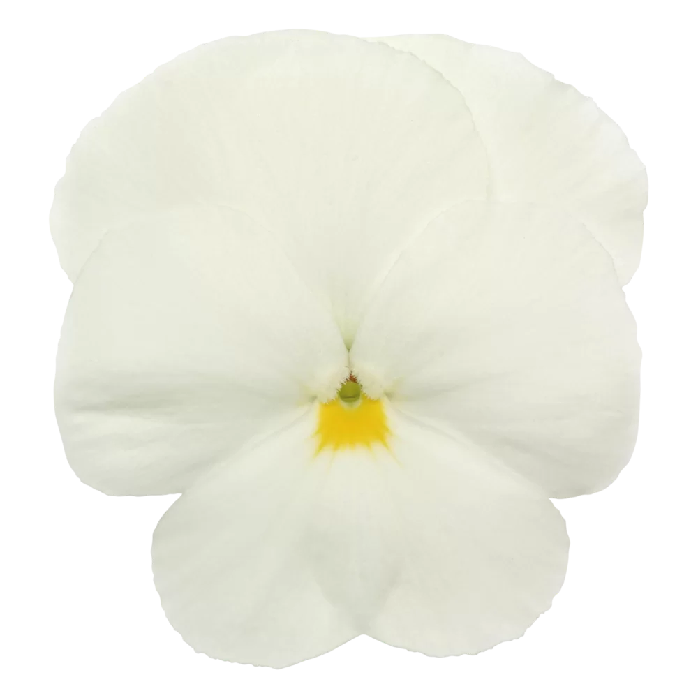 Viola wittrockiana Panola XP White