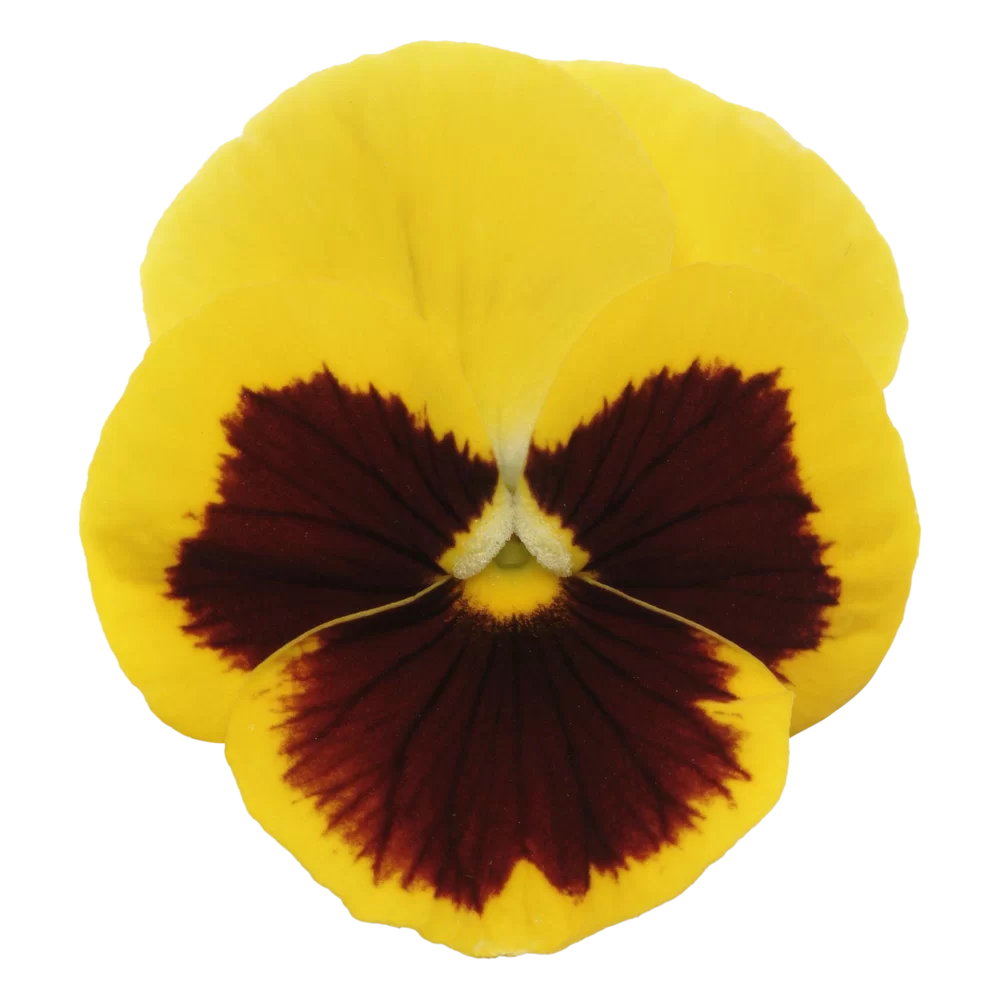 Viola wittrockiana Panola XP Yellow Blotch