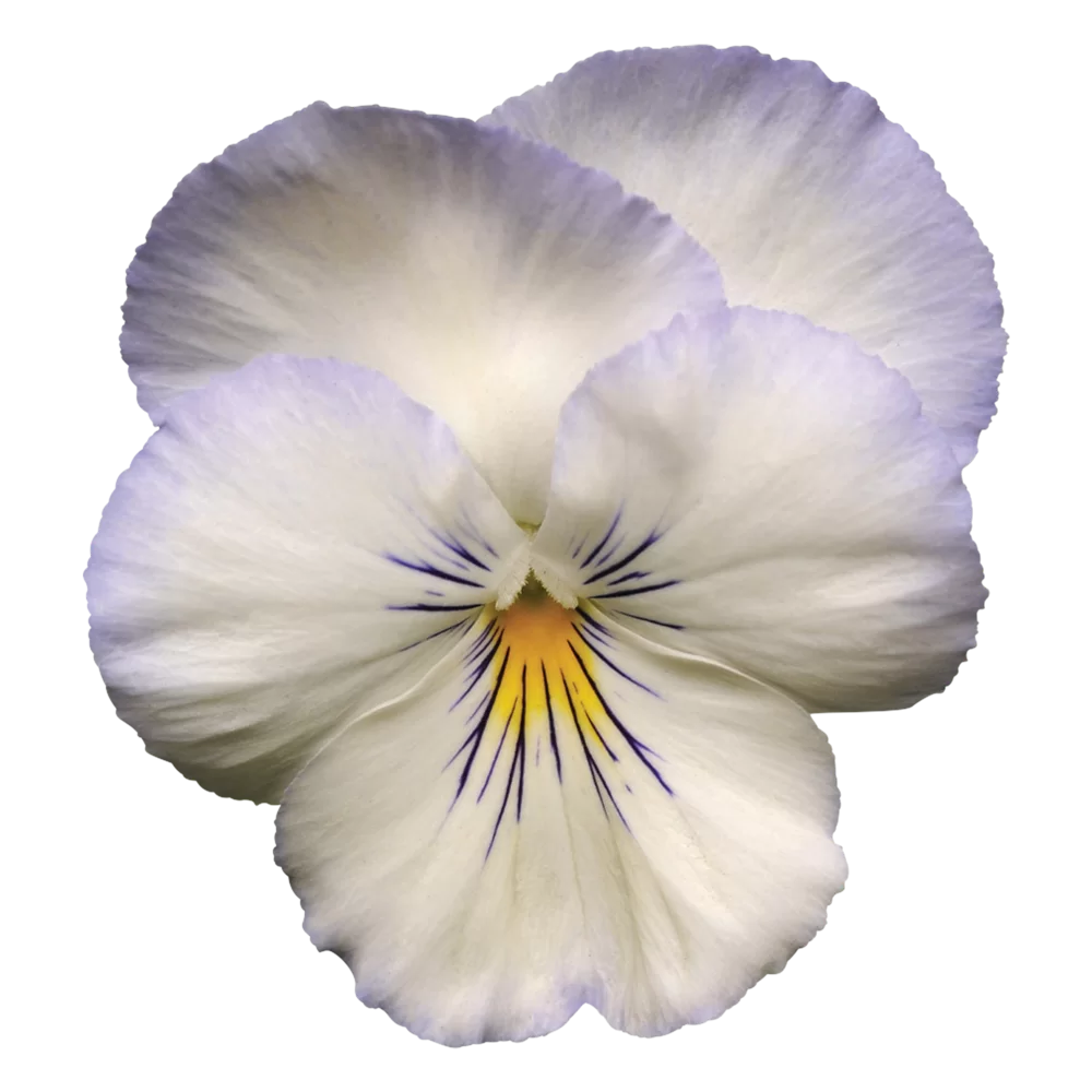 Viola wittrockiana Cool Wave® Frost