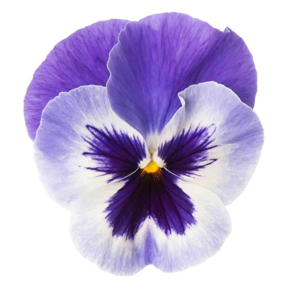 Viola wittrockiana - Matrix™ - Delft Blue