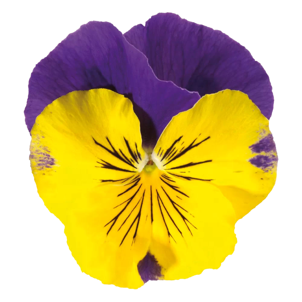 Viola wittrockiana Matrix™ Morpheus
