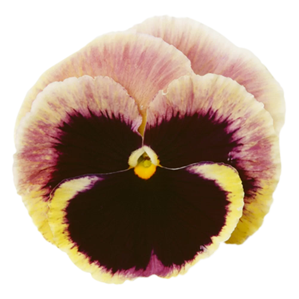 Viola wittrockiana Matrix™ Sunrise