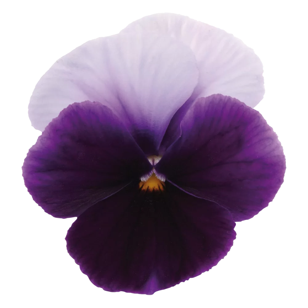 Viola wittrockiana Panola XP Beaconsfield