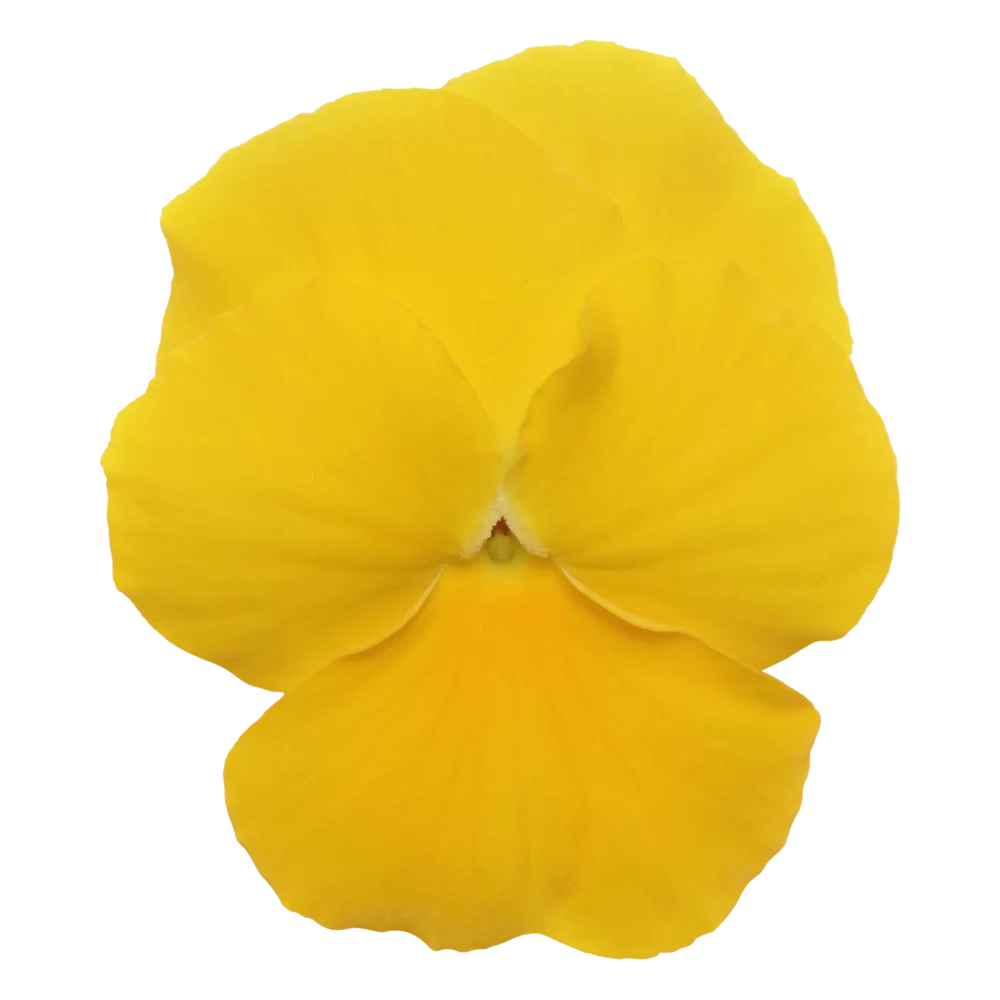 Viola wittrockiana Panola XP Yellow