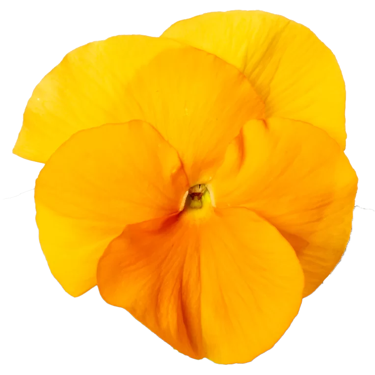 Viola wittrockiana - EVO® - Orange Impr.