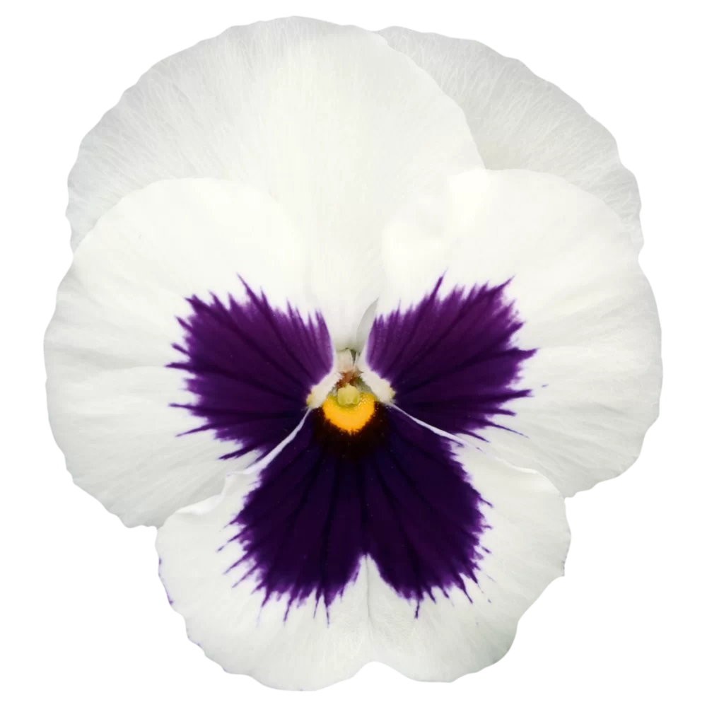 Viola wittrockiana - EVO® - White Blotch Impr.