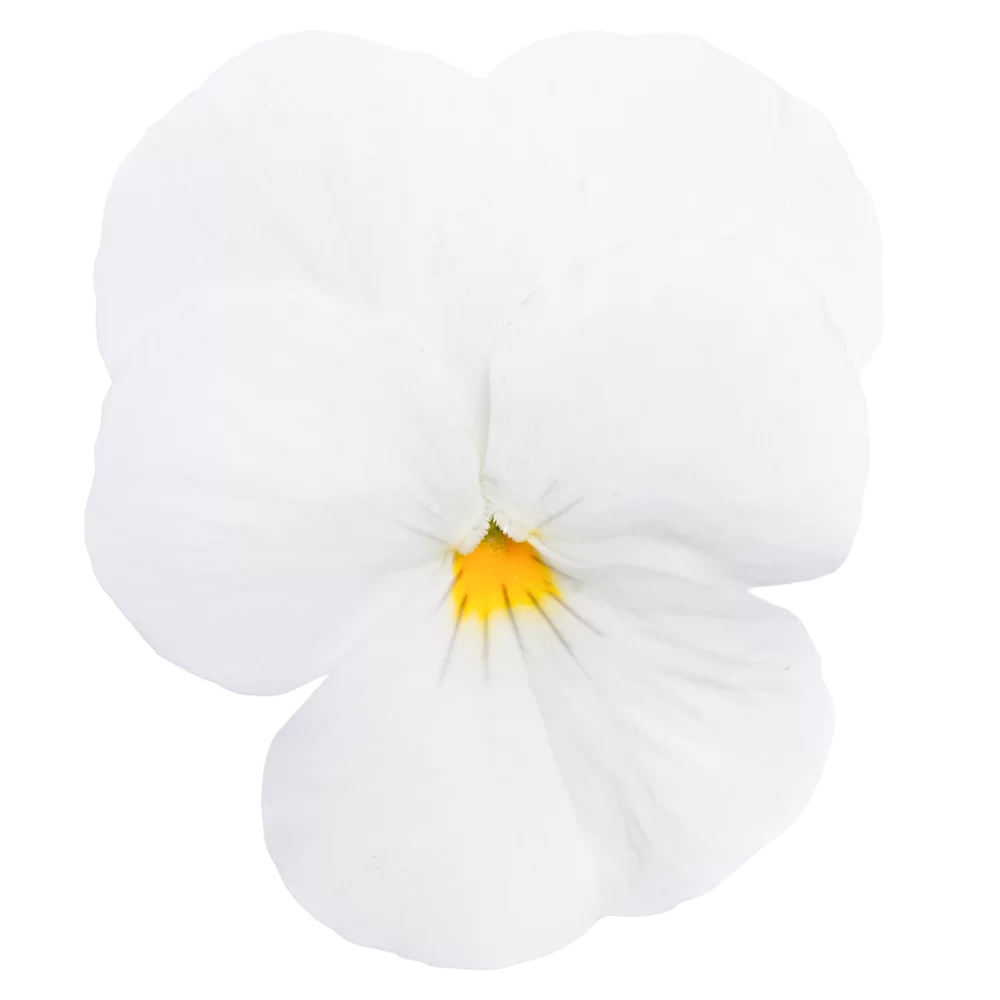 Viola cornuta Vivaldi White