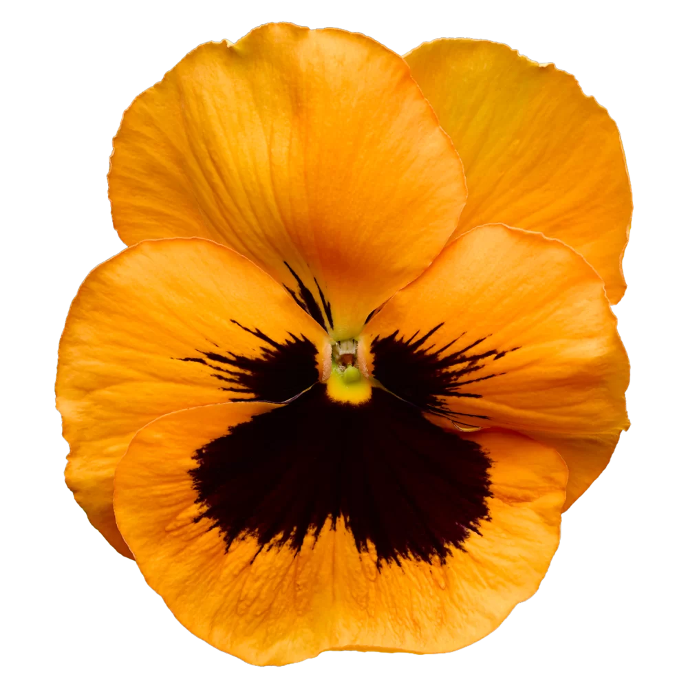 Viola wittrockiana EVO® Orange Blotch