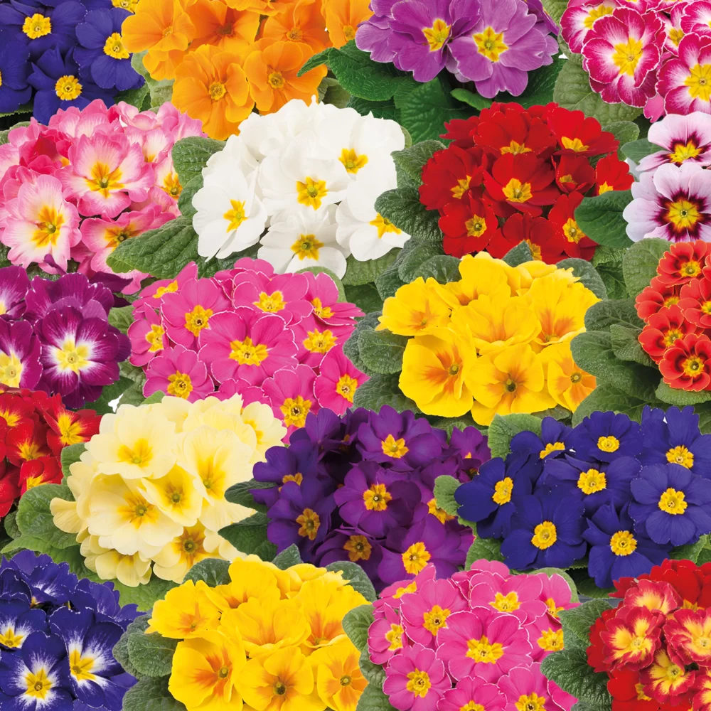 Primula vulgaris Salome® F1 Top Mix