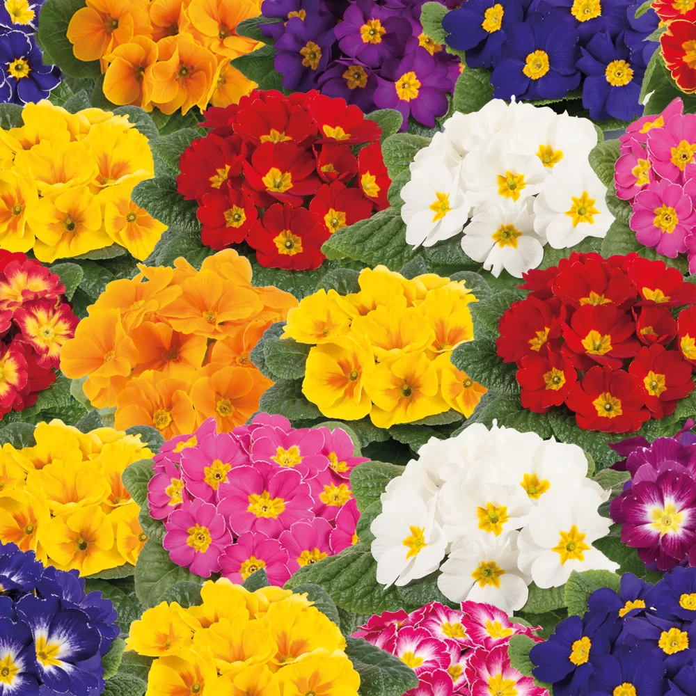 Primula vulgaris Salome® F1 South Mix
