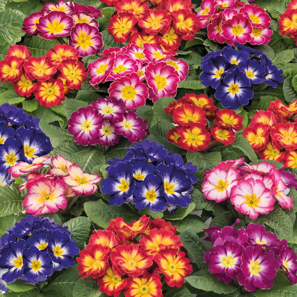 Primula vulgaris - Salome® F1 - Bicolour Early Mix