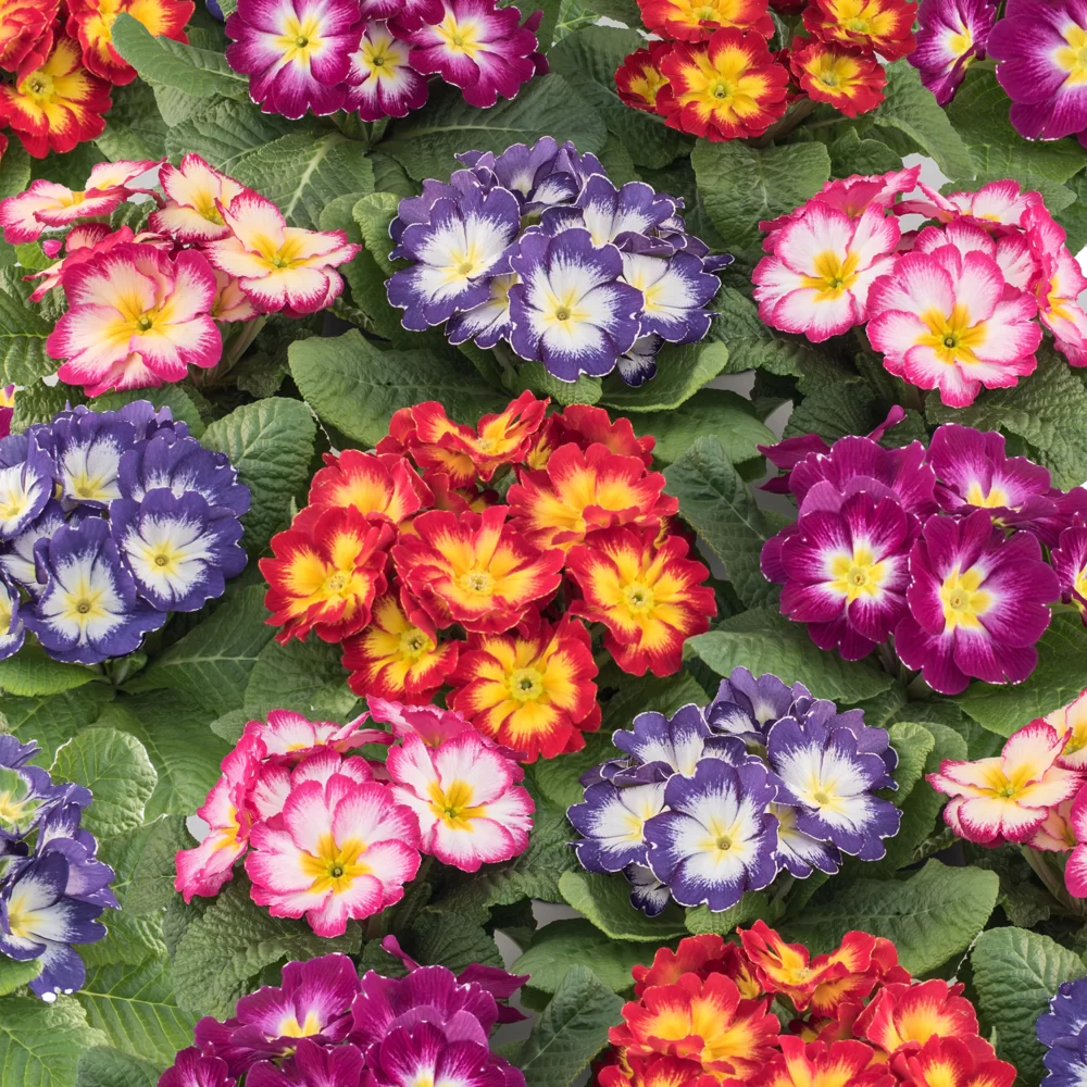 Primula vulgaris Unistar F1 Elcora Mix