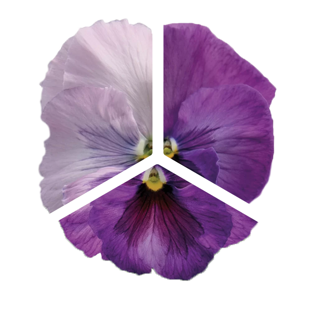 Viola wittrockiana EVO® Lavender Shades