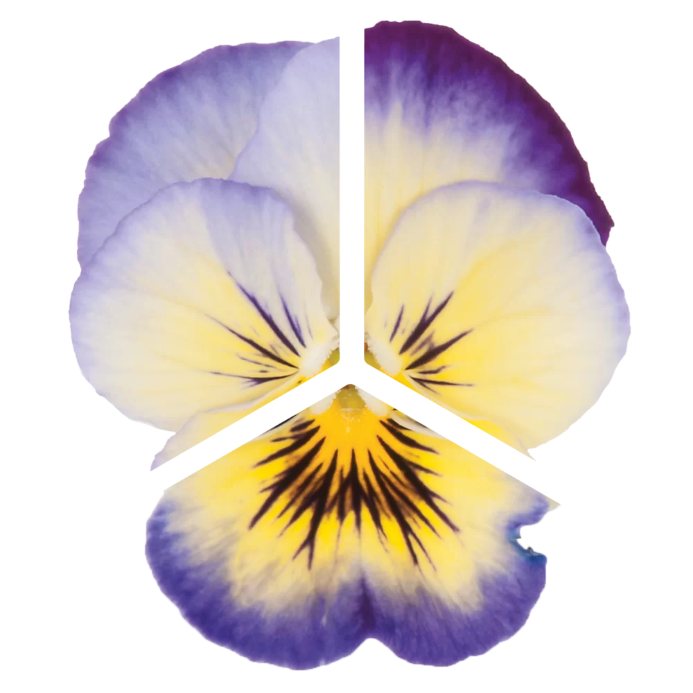 Viola cornuta EVO® Mini Neptune/Sorbet XP