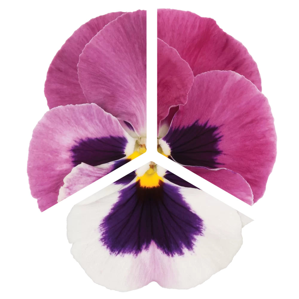 Viola wittrockiana EVO® Big Pink Shades