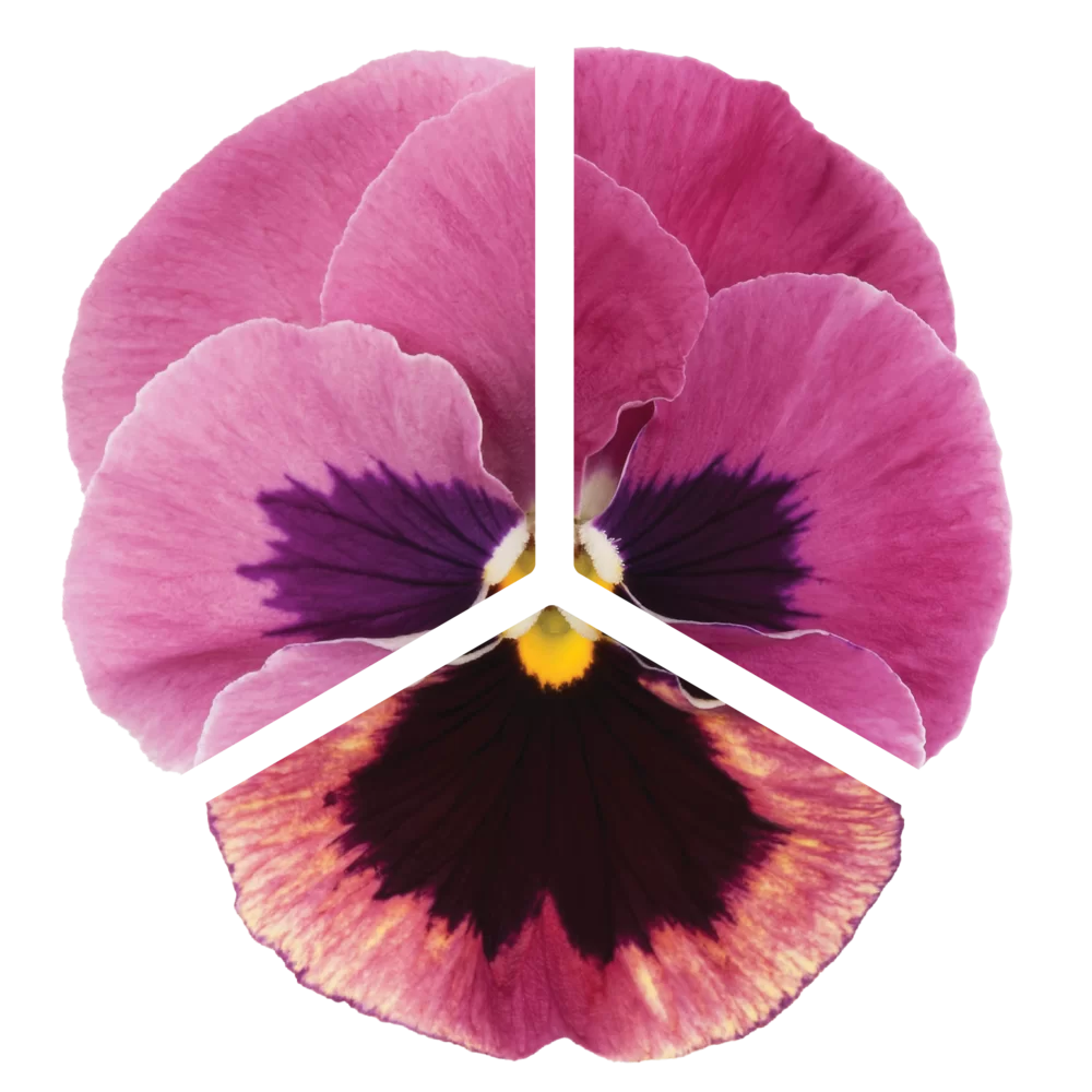 Viola wittrockiana - EVO® - Pink Shades