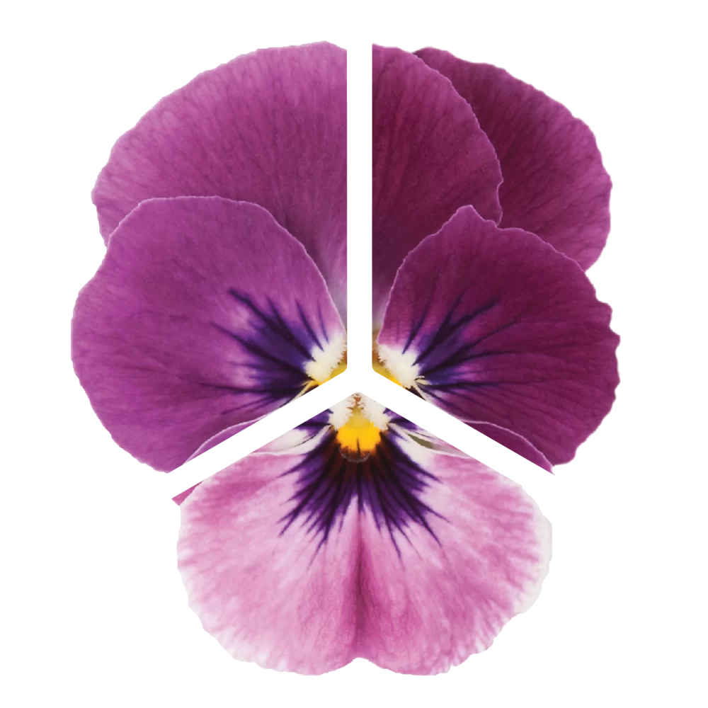 Viola cornuta - EVO® Mini - Raspberry/Sorbet XP