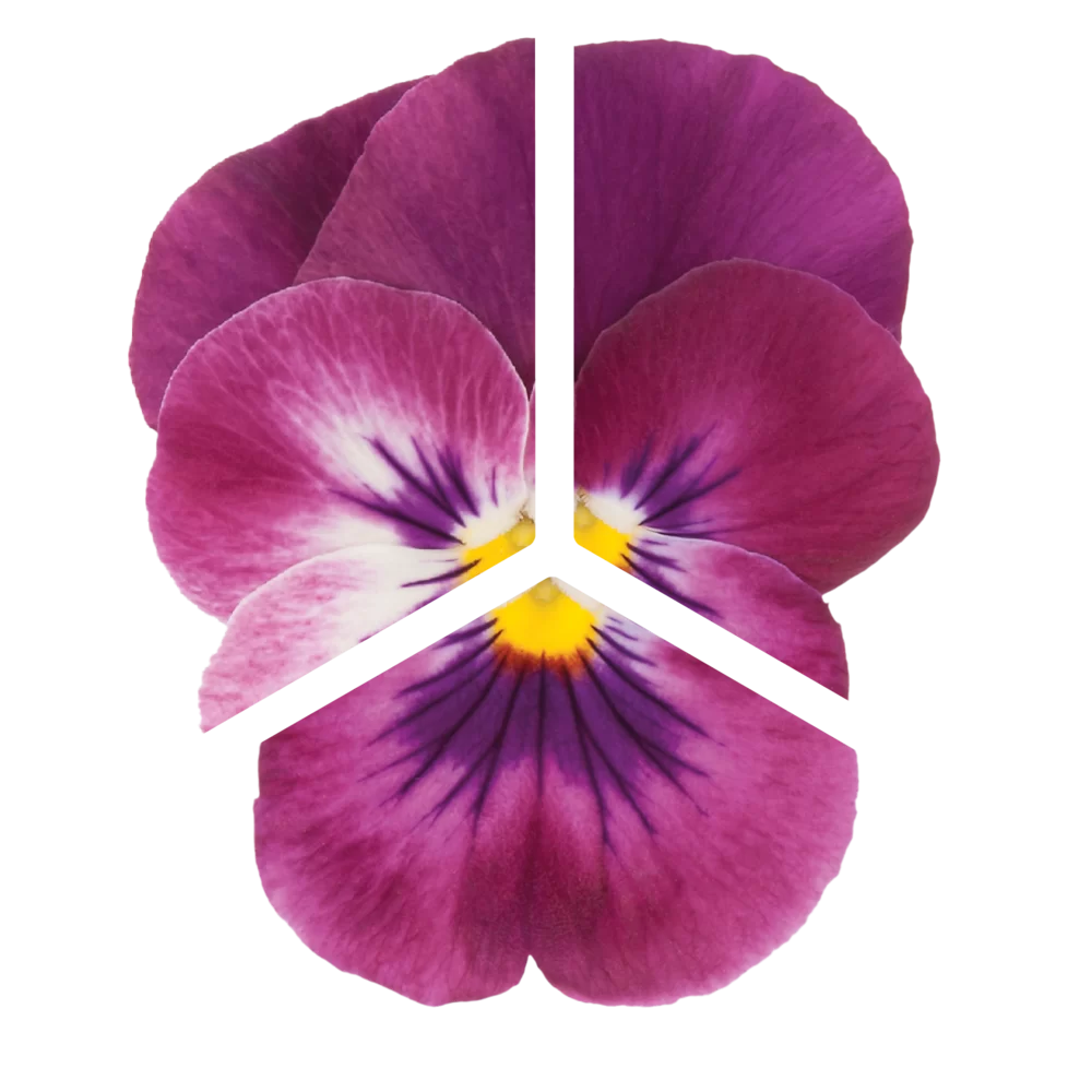 Viola wittrockiana Cool Wave® Raspberry