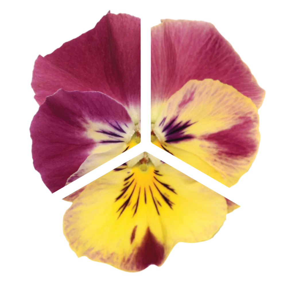 Viola wittrockiana Cool Wave® Strawberry Swirl