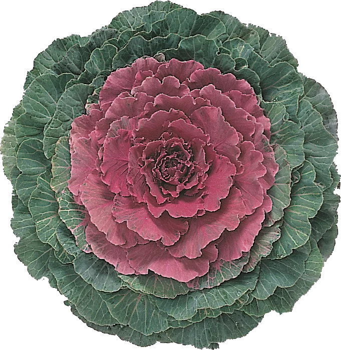 Brassica oleracea Attraction F1 Red Impr.