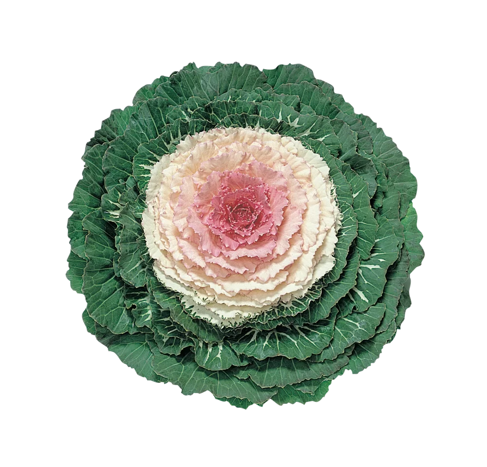 Brassica oleracea Attraction F1 Pink Impr.