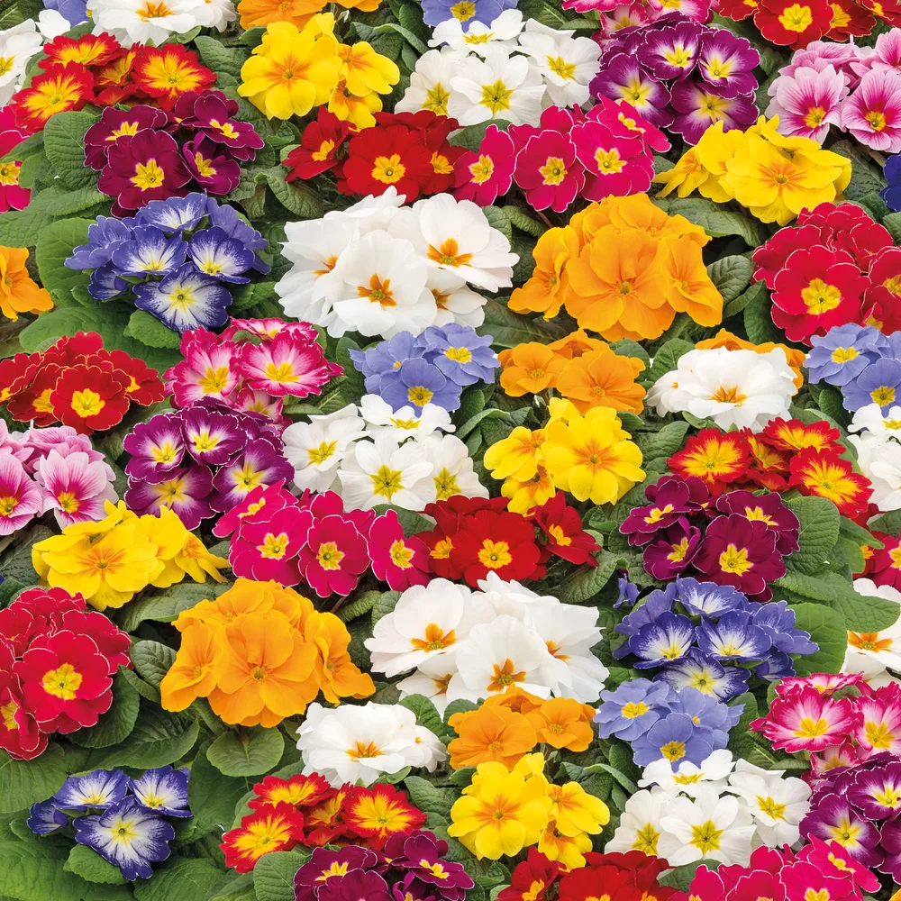 Primula vulgaris Unistar F1 Mix