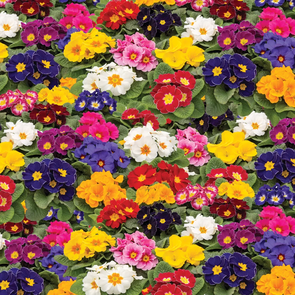 Primula vulgaris Finish/Eblo F1 Late Mix