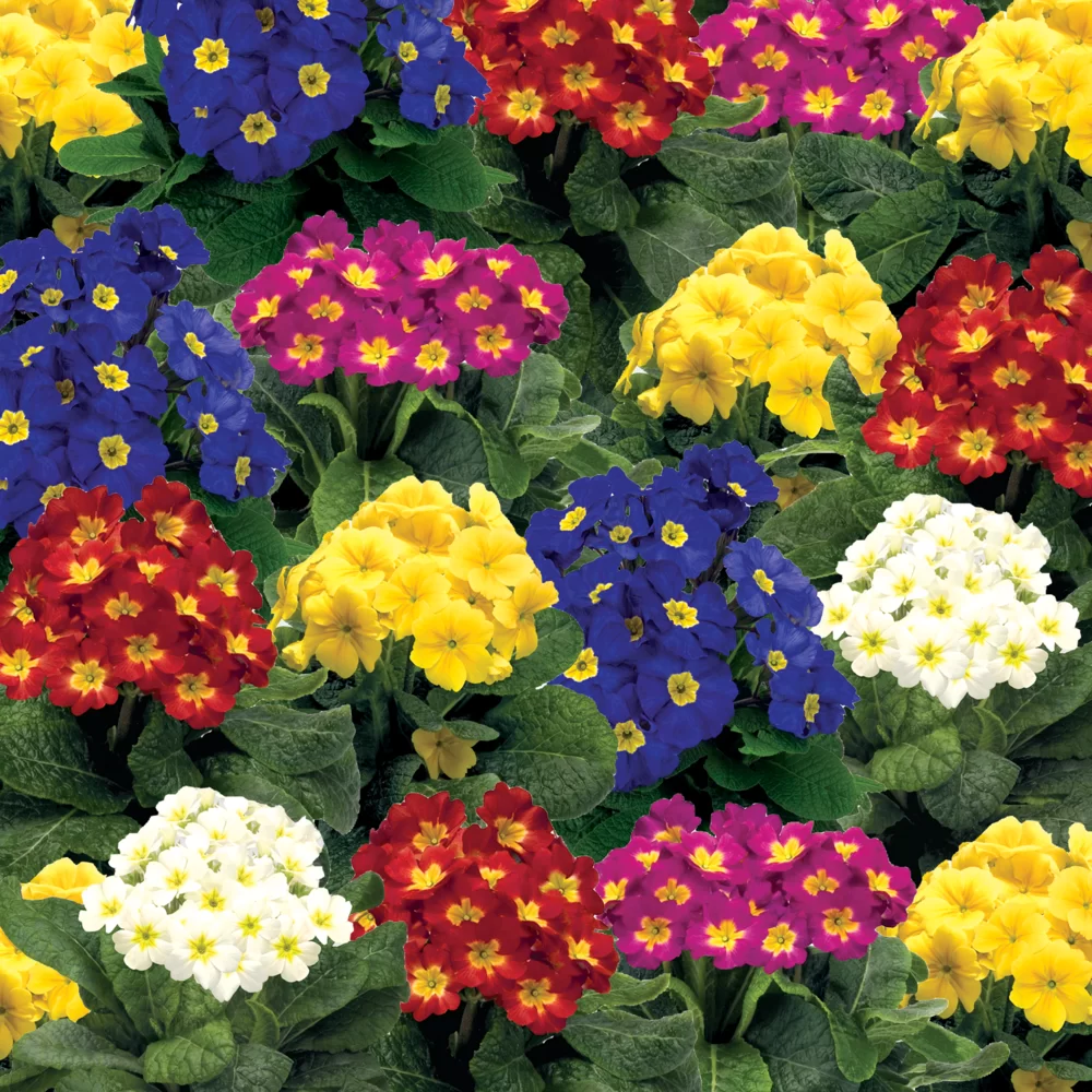 Primula elatior Crescendo F1 Mix