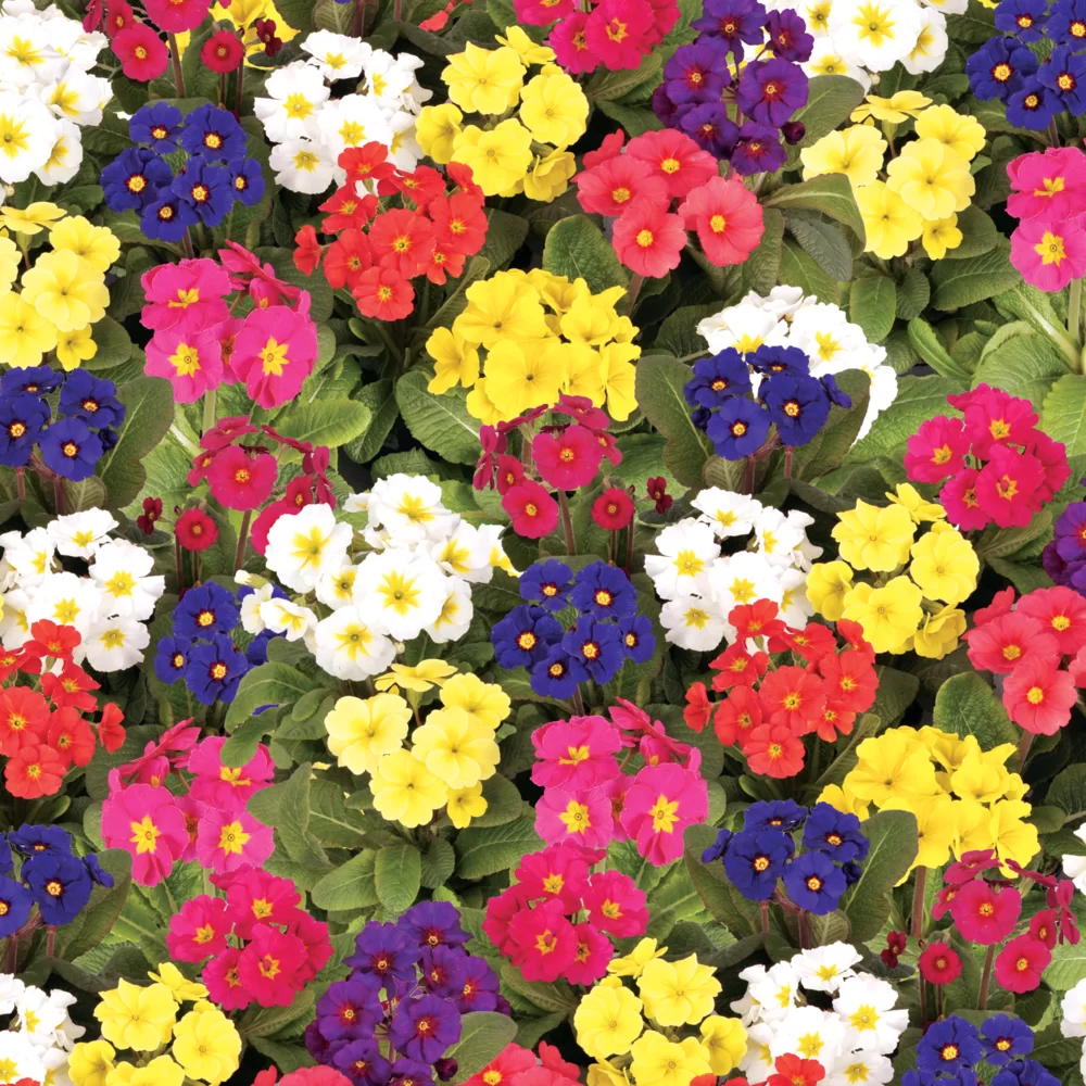 Primula vulgaris Stella F1 Mix