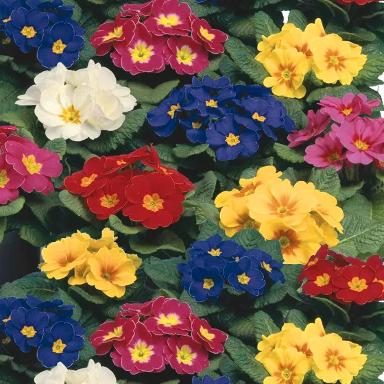 Primula vulgaris Finish/Eblo F1 Mix